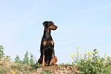 DOBERMANN 662